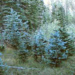 Blue Spruce 2