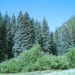 Blue Spruce 3